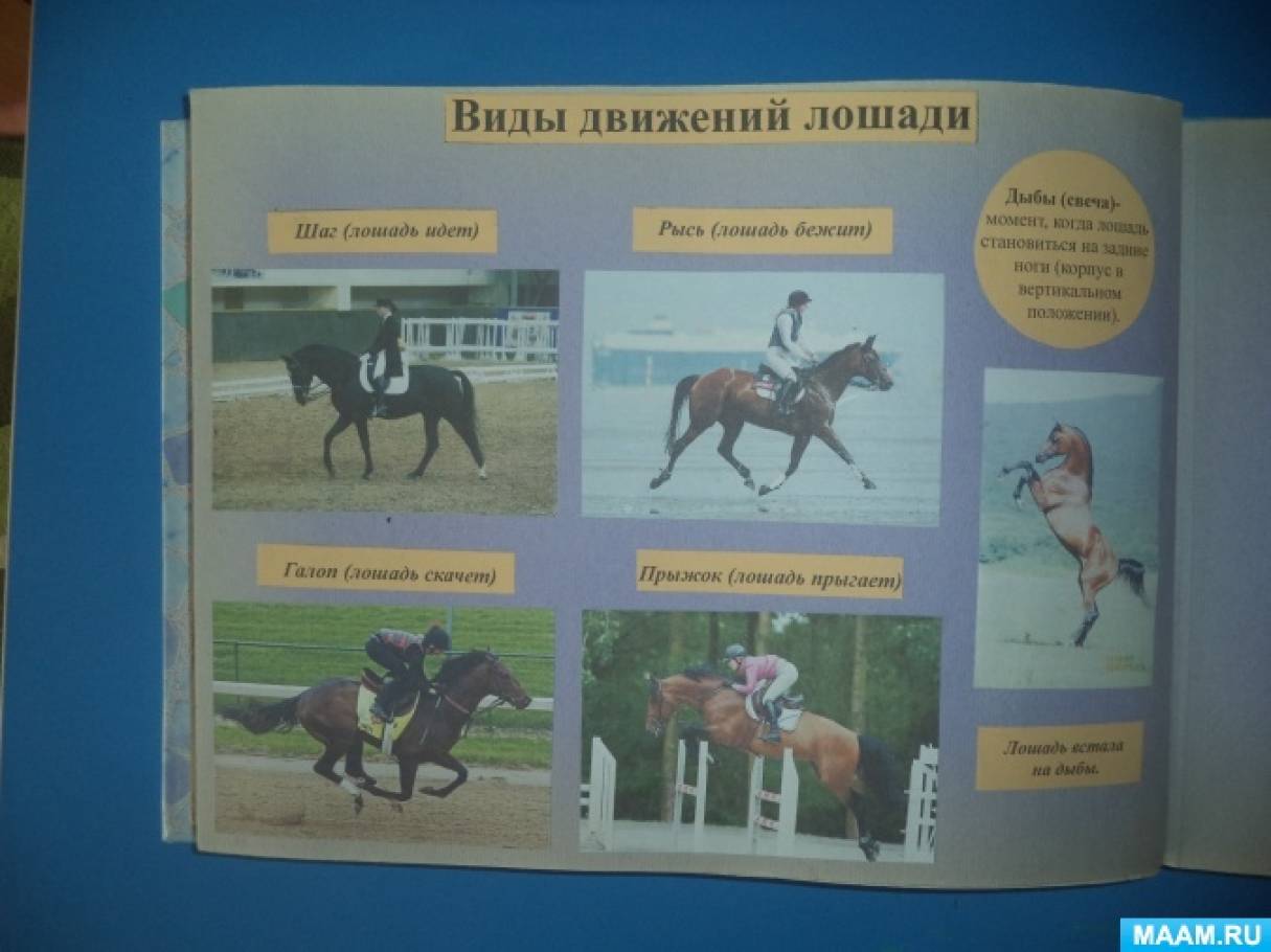 Смотреть фотографию №7 Фото №7 Публикация Лэпбук Дружба прошедшая через века Человек и лошадь размещена в разделах Дружба