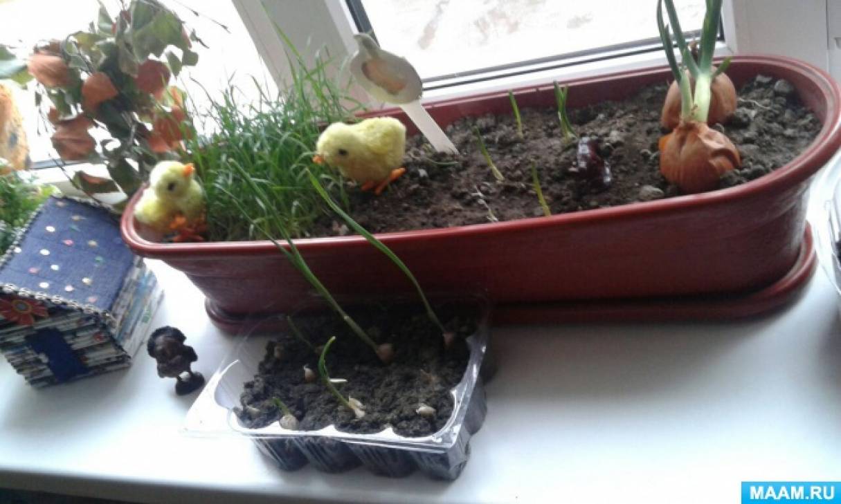 Фото «Огород на окне»