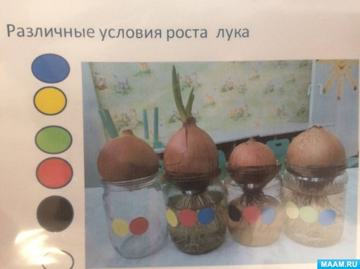 Дневник наблюдений за луком в детском саду образец