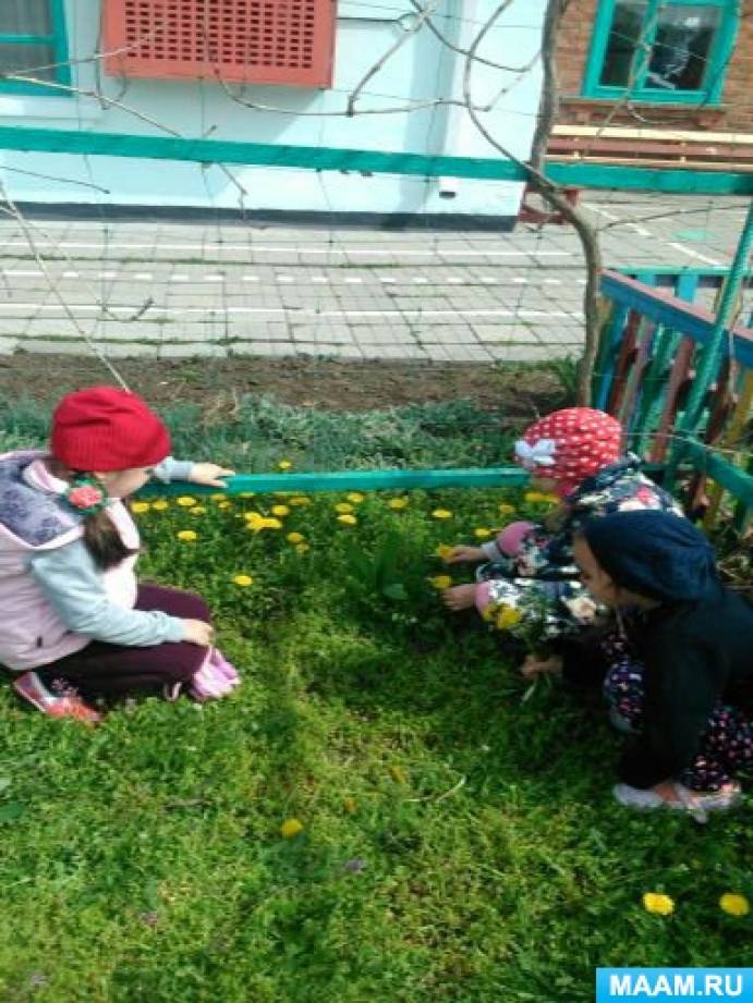 Конспект занятия «Наблюдение за одуванчиком» Фото Конспект занятия «Наблюдение за одуванчиком»