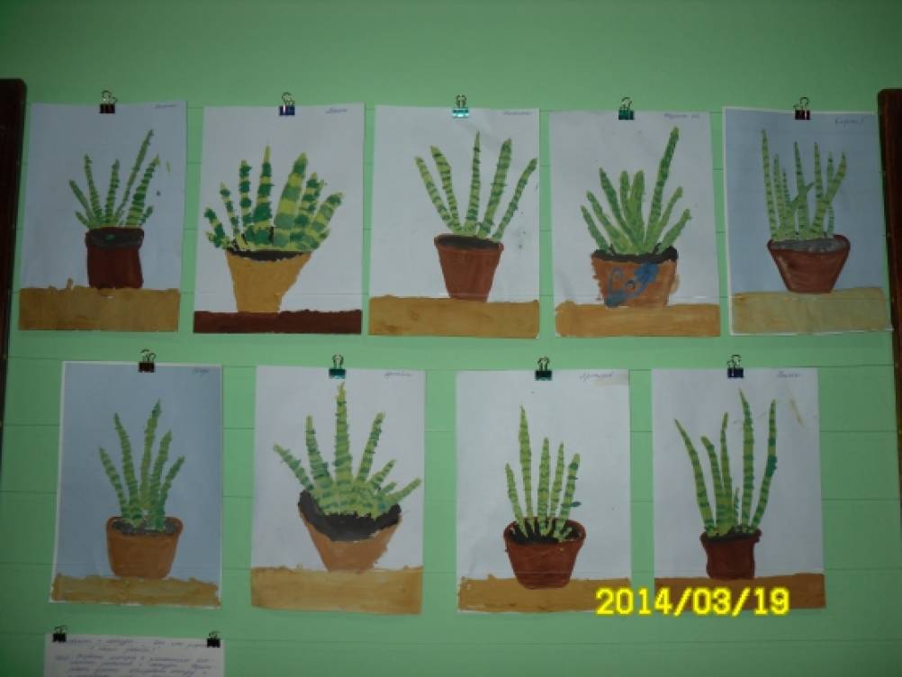 Комнатные растения первая младшая группа. Рисование комнатные растения младшая группа. Рисование комнатные растения средняя группа. Рисование комнатные цветы младшая группа. Рисование в млад группе комнатный цветок.