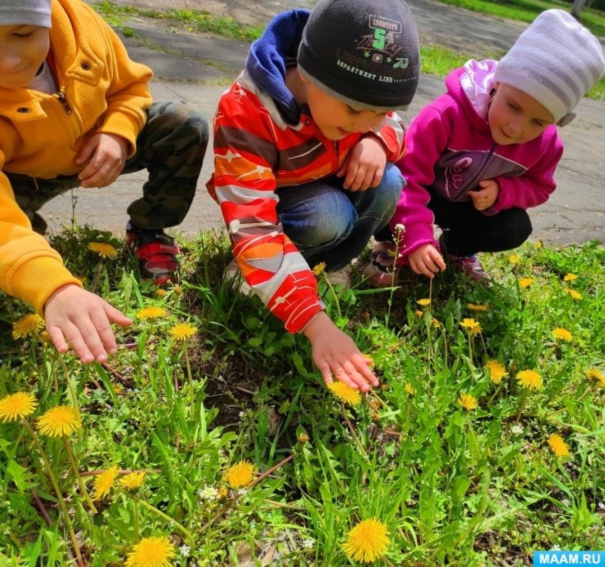 Наблюдения за растениями в детском саду. Наблюдение за природой в детском саду. Дети наблюдают за растениями. Наблюдение за одуванчиком. Наблюдение за одуванчиком в средней группе.