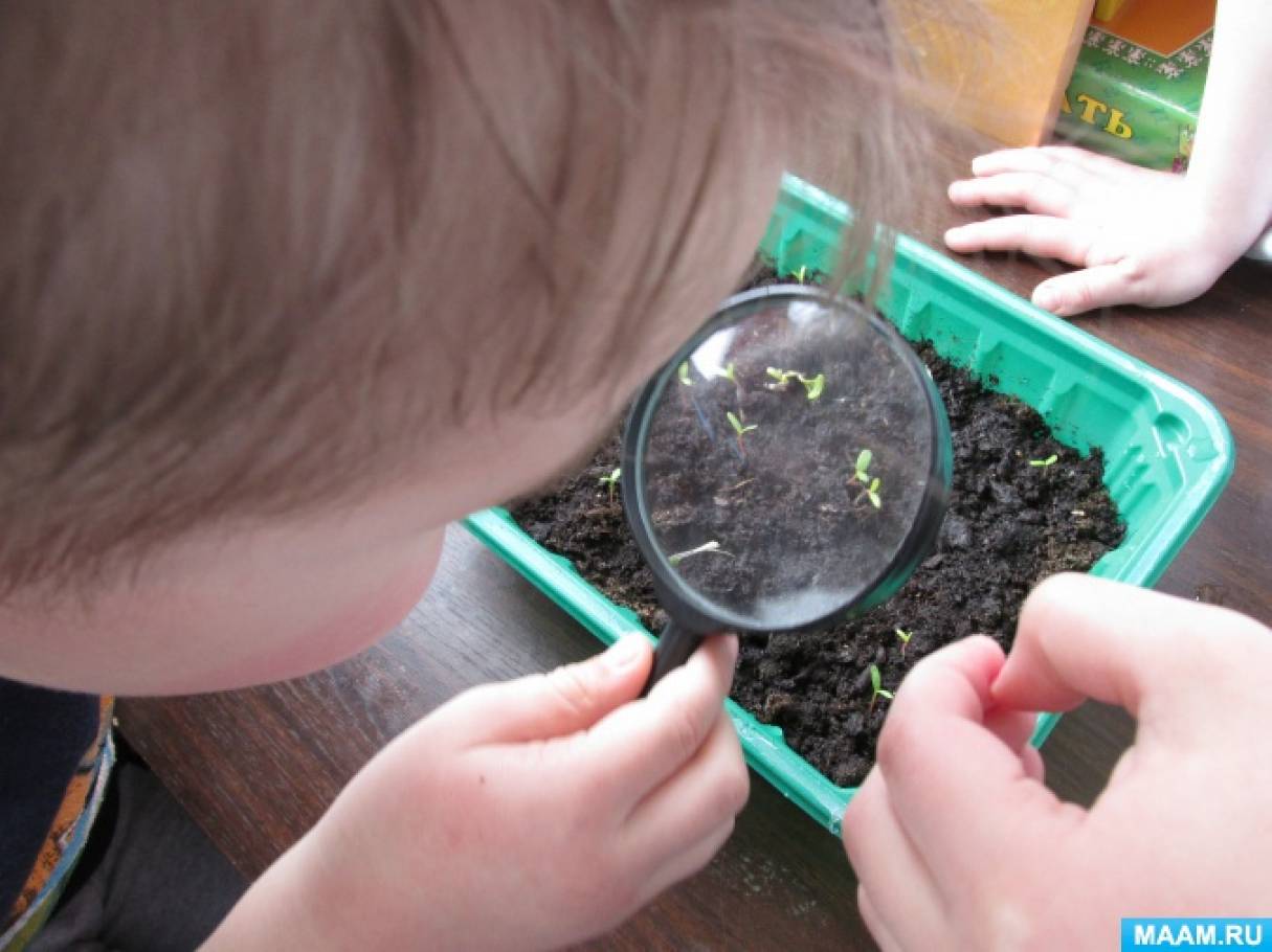 Наблюдения за семенами растений. Посадка семян в ДОУ. Посадка семян в детском саду с детьми. Дети сажают семена в детском саду. Эксперимент посадка семян в детском саду.