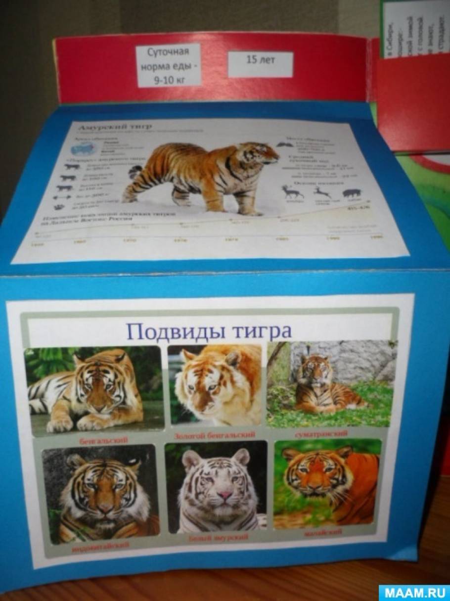 Смотреть фотографию №2 Фото №2 Возникновение лэпбука Живой символ России амурский тигр было неслучайным
