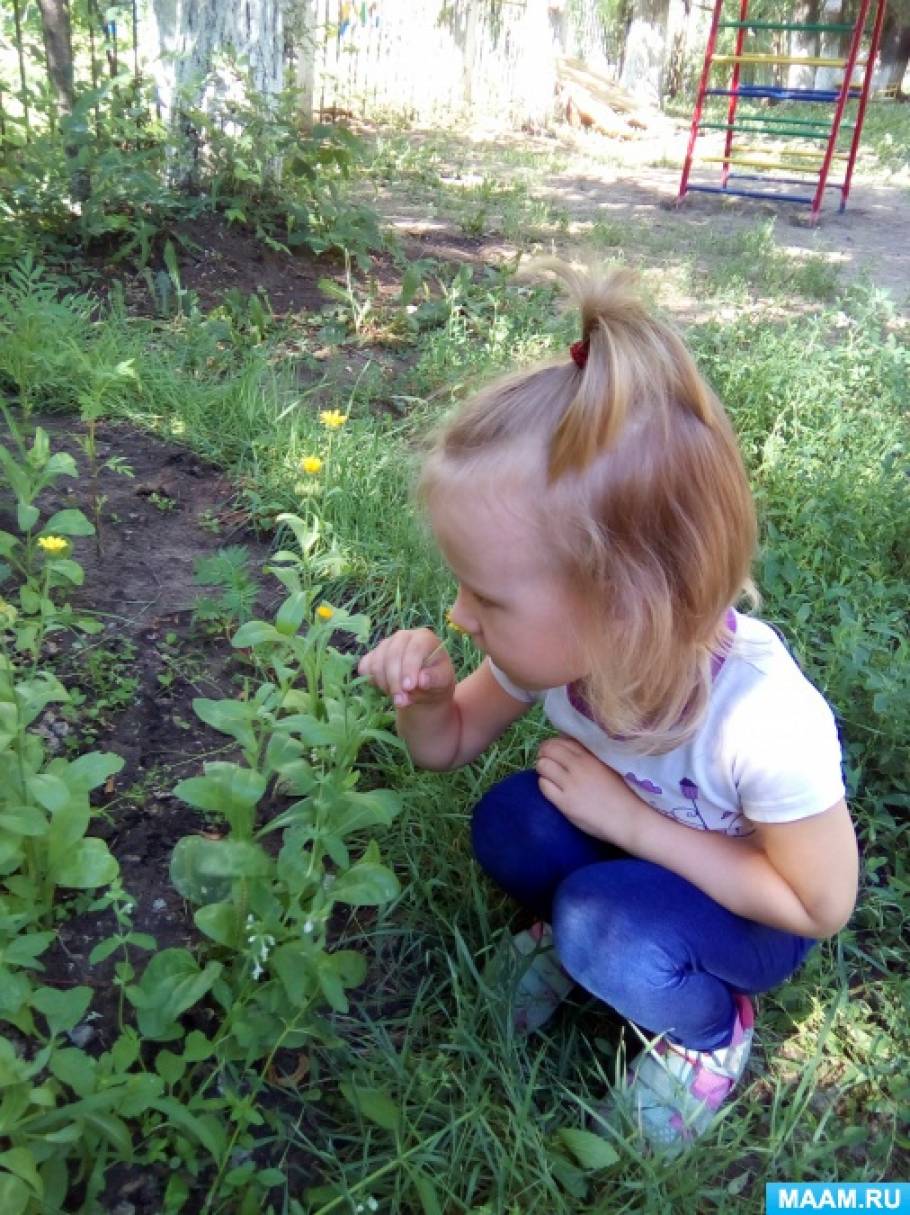 Мир цветов на нашем участке Фото Мир цветов на нашем участке