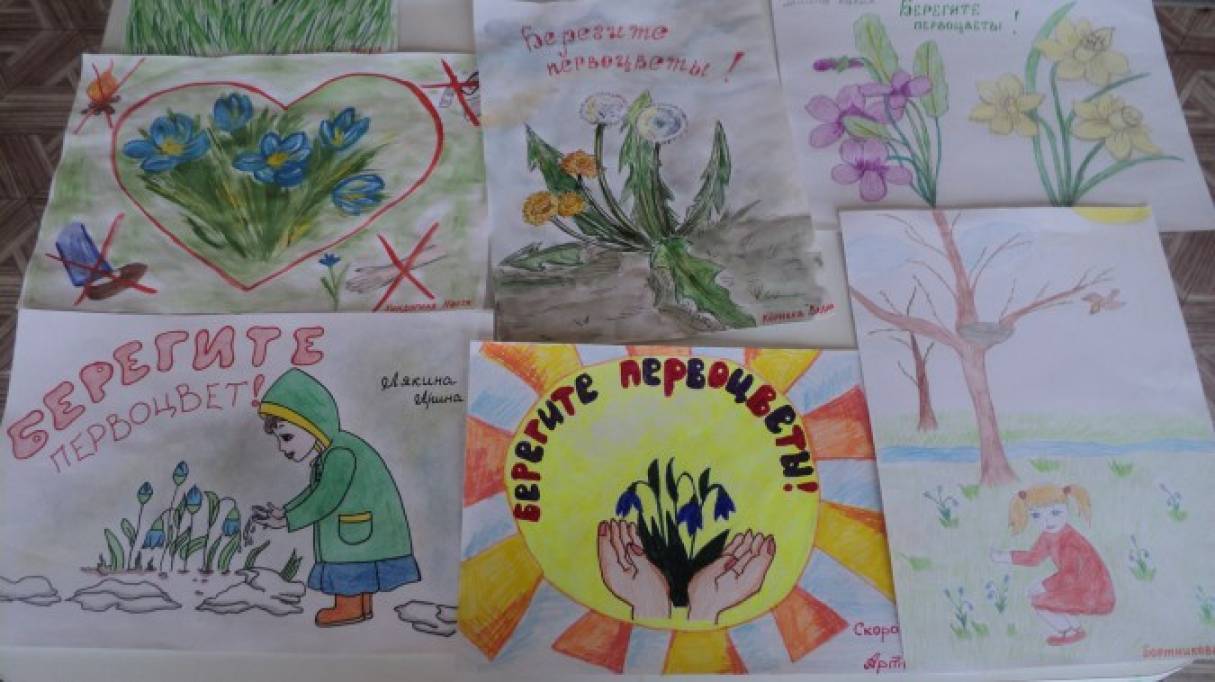 Плакат первоцветы. Плакат в защиту первоцветов. Рисунок на тему защита первоцветов. Рисование первоцветы в детском саду.