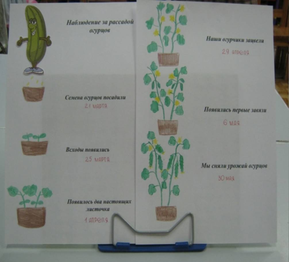 Наблюдения за семенами растений. Наблюдение за растениями в детском саду. Наблюдение за огурцом в детском саду. Дневник роста растений на подоконнике в детском саду. Дневник наблюдений огород на окошке.