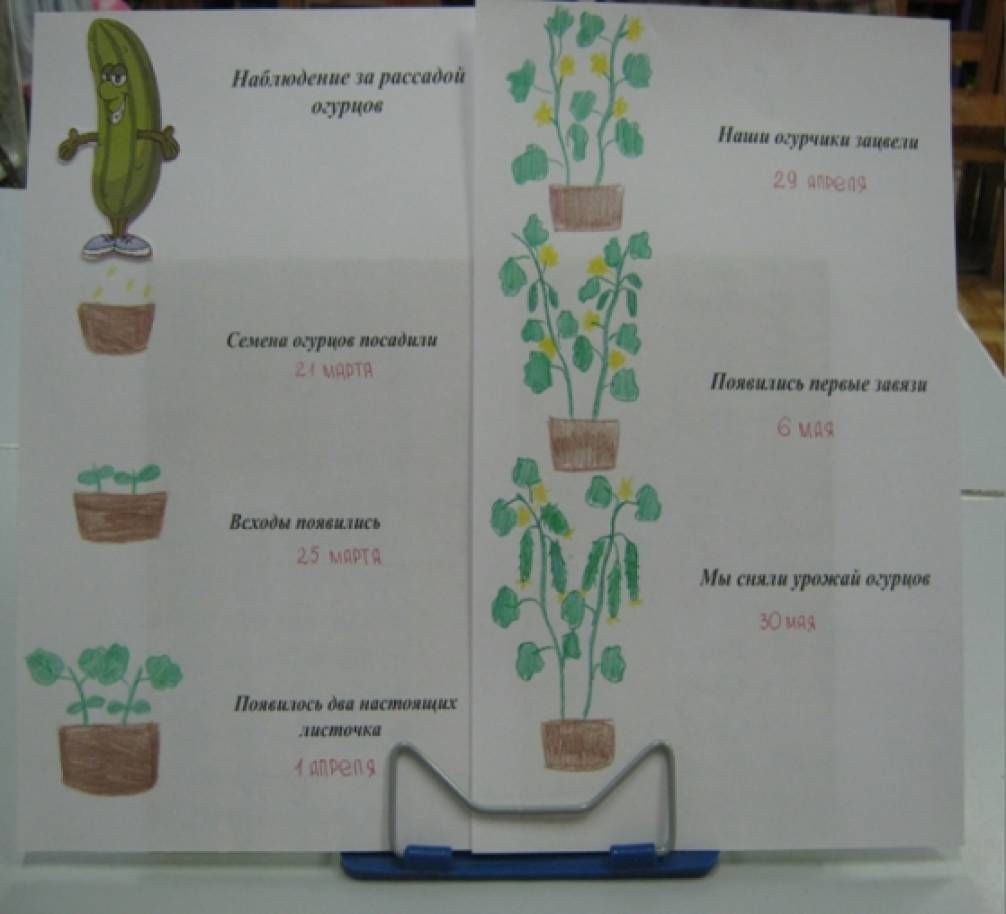 Схема посадки гороха и фасоли