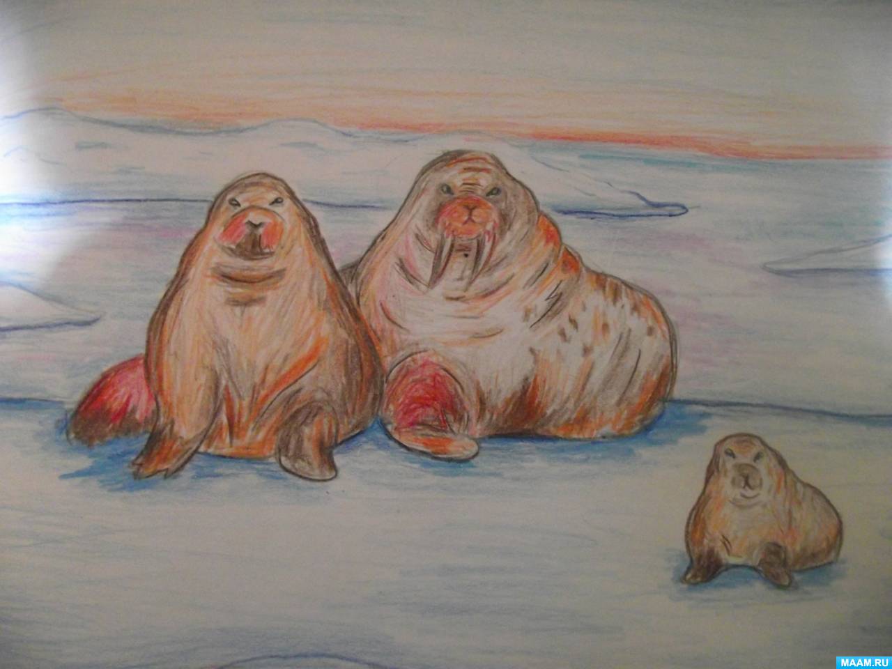 Мастер-класс по рисованию цветными карандашами «Семейство моржей»