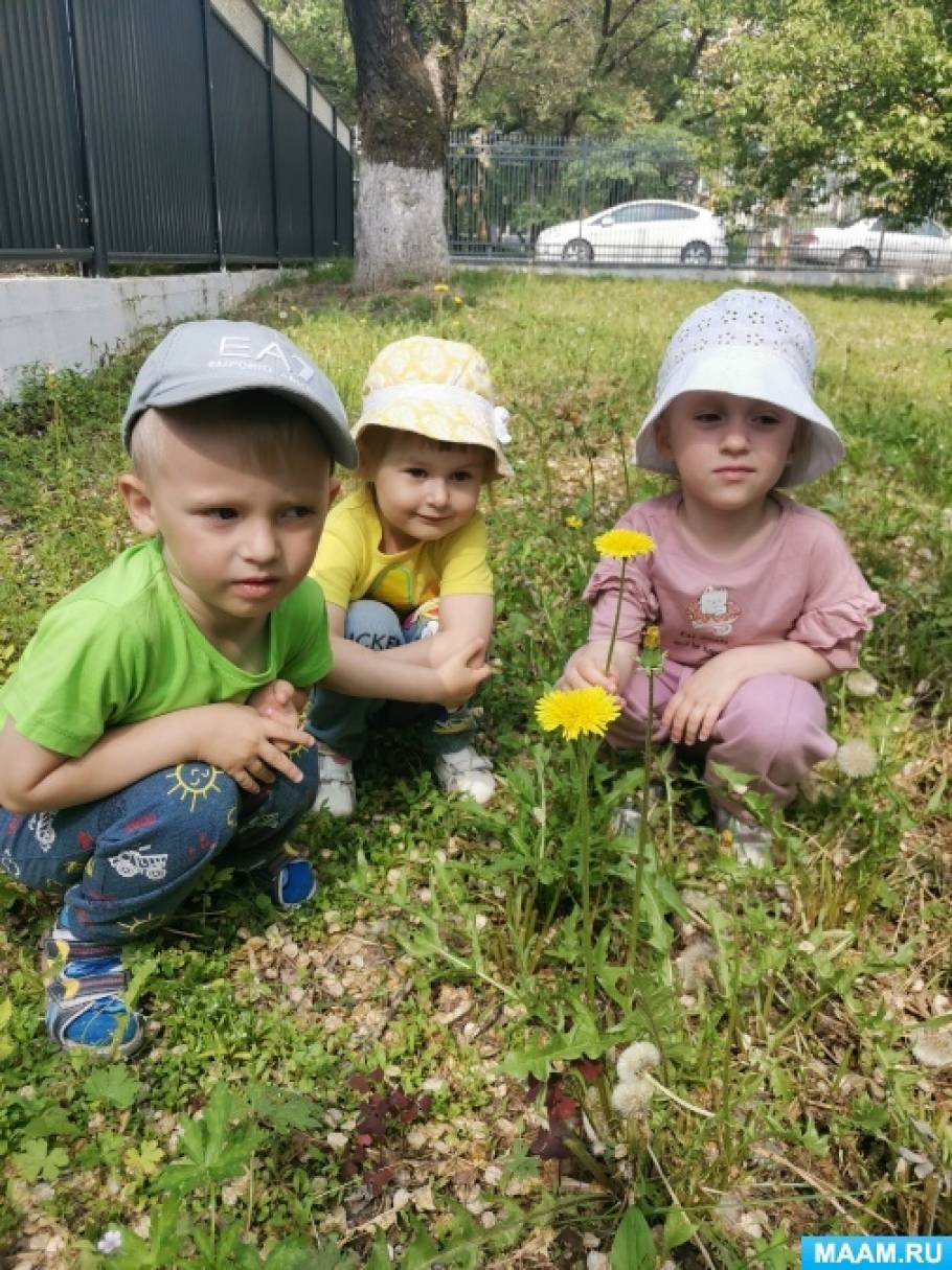 Конспект прогулки «Одуванчик — полевой цветок» для младших дошкольников