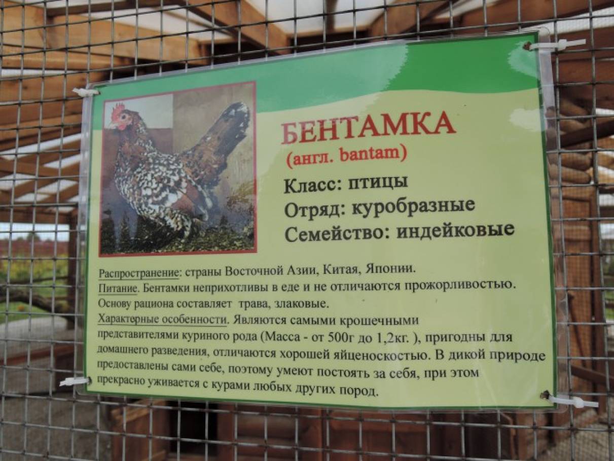 Смотреть фотографию №36 Фото №36 А пока внуки с удовольствием попрыгали на батутах