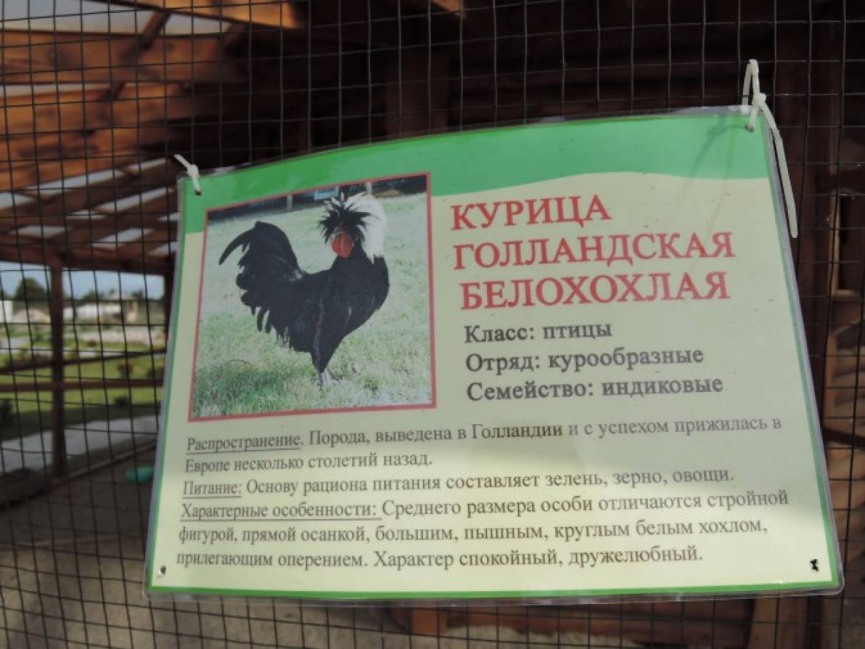 Смотреть фотографию №43 Фото №43 Публикация Фотоотчет об экскурсии в парк птиц Приозерный размещена в разделах Фотоотчеты Экскурсии с дошкольниками Темочки