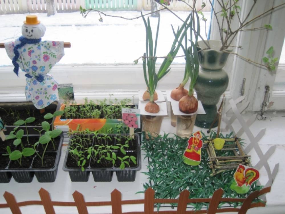 огород на подоконнике в детском. огород в детском саду на подоконнике младшая. огород на окне во второй младшей группе. огород на окне. огород в детском саду на подоконнике младшая.
