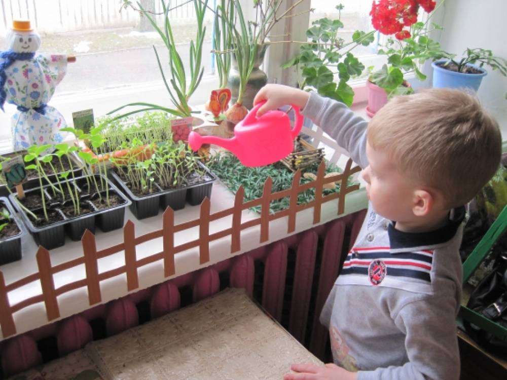 Дети посадили огород. Садим огород в детском саду. Огород на подоконнике в детском саду. Рассада в детском саду. Рассада огород на окне.