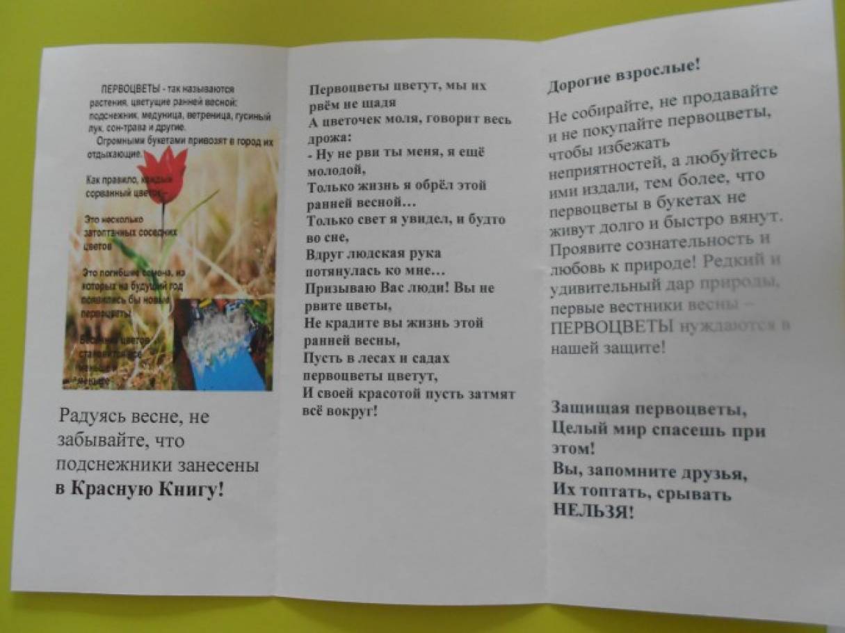 Акция «Осторожно, первоцвет!» (фотоотчет) Фото Акция «Осторожно, первоцвет!» (фотоотчет)