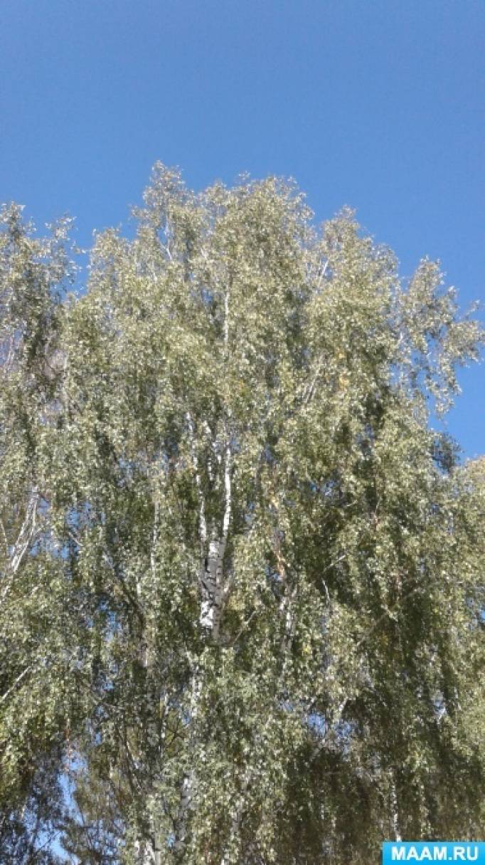 Фотозарисовка «Осенние чудеса природы» Фото Фотозарисовка «Осенние чудеса природы»