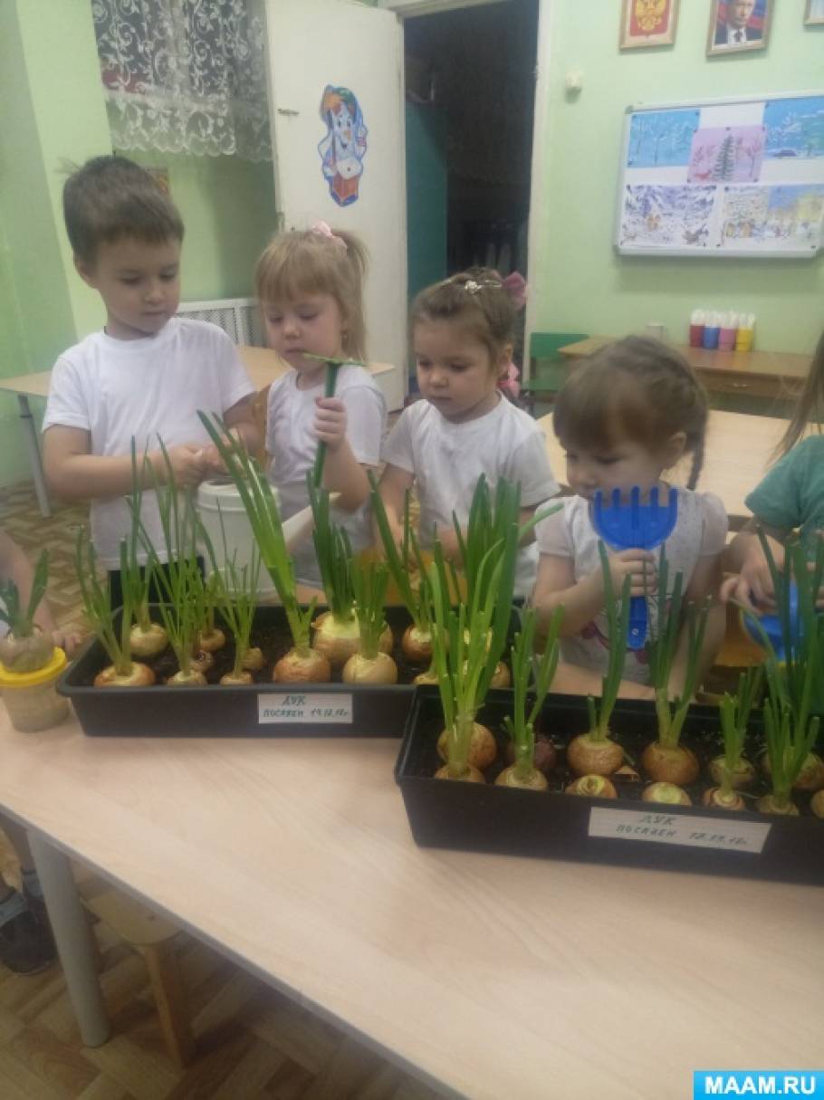 Лук второй группы. Вырастить лук зелёный для детского сада. Сажаем лук в детском саду. Дети сажают лук в детском саду.