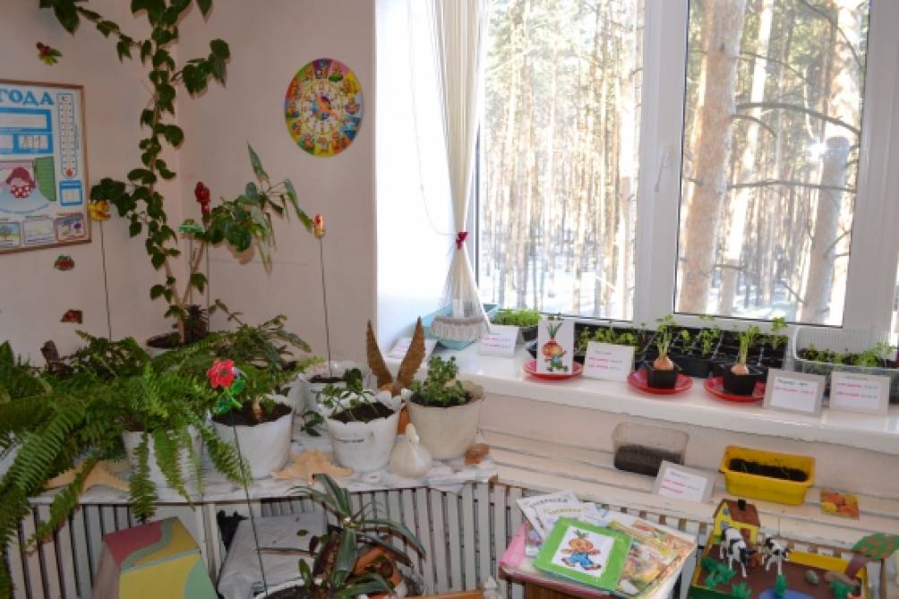 Экологический уголок. Мини-музеи в детском саду Фото Экологический уголок. Мини-музеи в детском саду