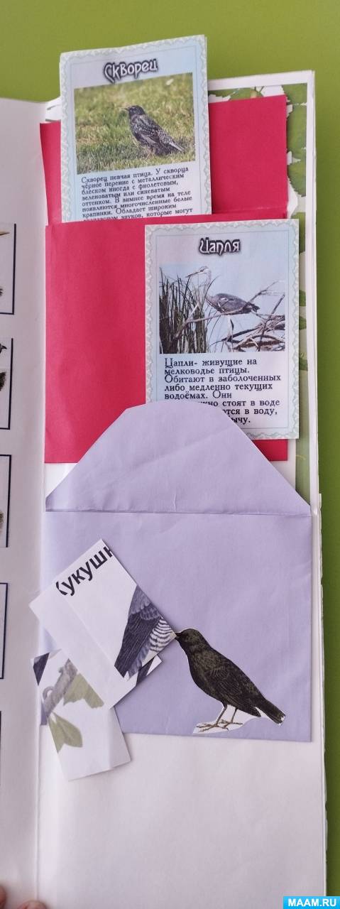 Лэпбук «Перелётные птицы» (5 фото). Воспитателям детских садов ...