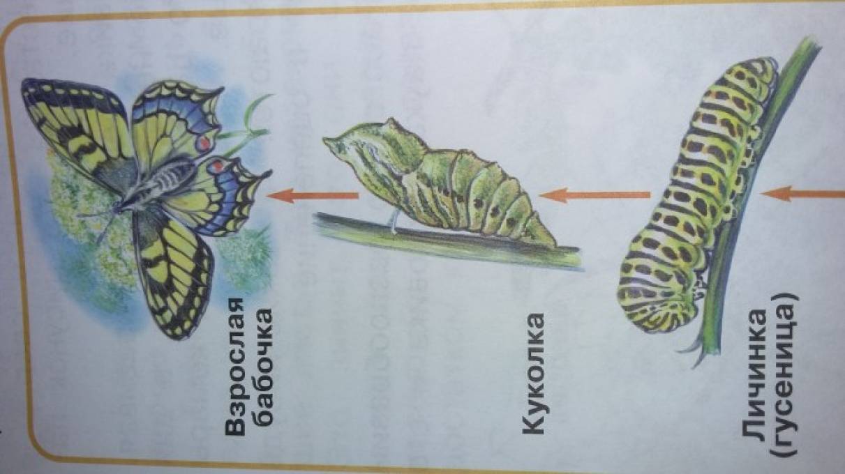 Развитие бабочки схема. Составь схему развития бабочки. Проект развитие бабочки. Проект детей развитие бабочки. Развитие бабочки схема для детского сада.