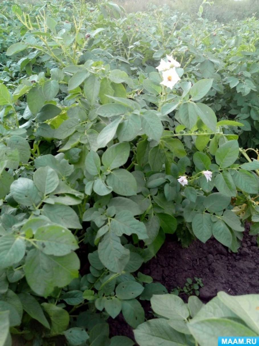 ������ � ������ ������� ������ �� ����� ����������