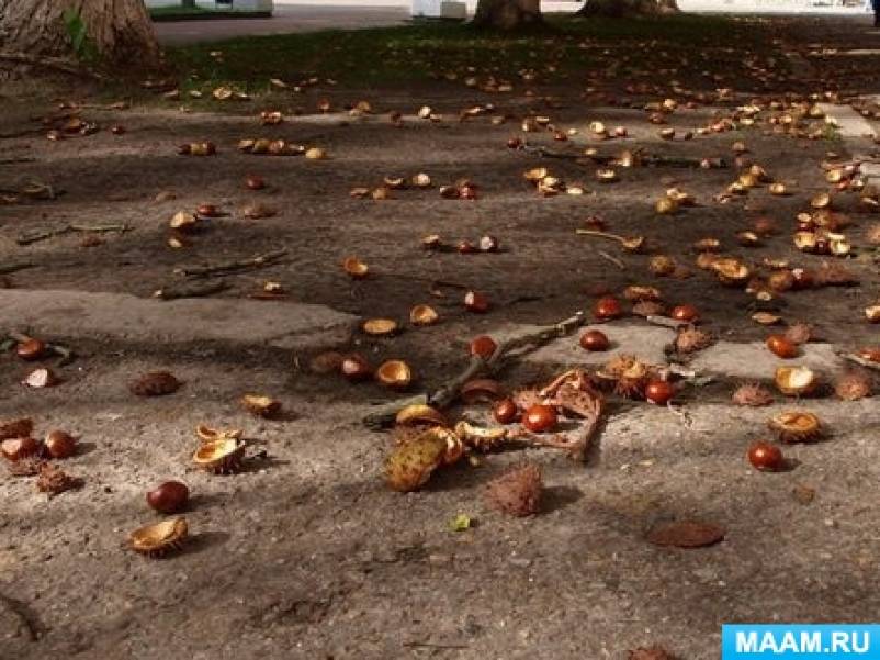 Фотоотчёт «Наш листопад! Моя осень!» Фото Фотоотчёт «Наш листопад! Моя осень!»