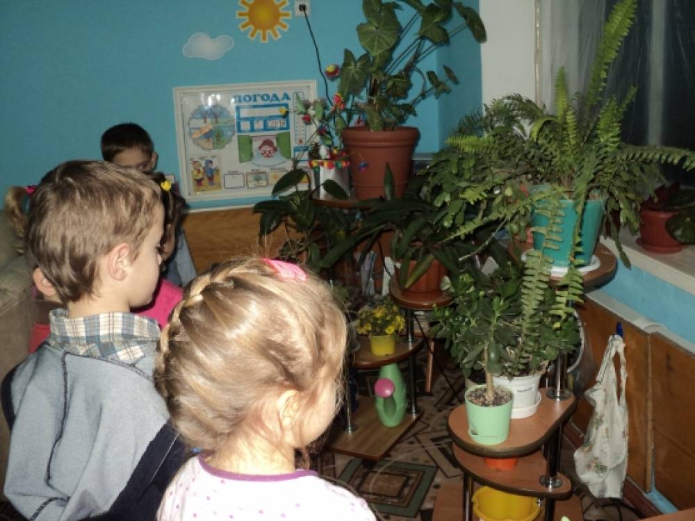Наблюдения за растениями в детском саду. Комнатные растения с детьмив до. Наблюдение за растениями детьми. Наблюдение за комнатными цветами. Наблюдение за комнатными растениями в старшей группе.