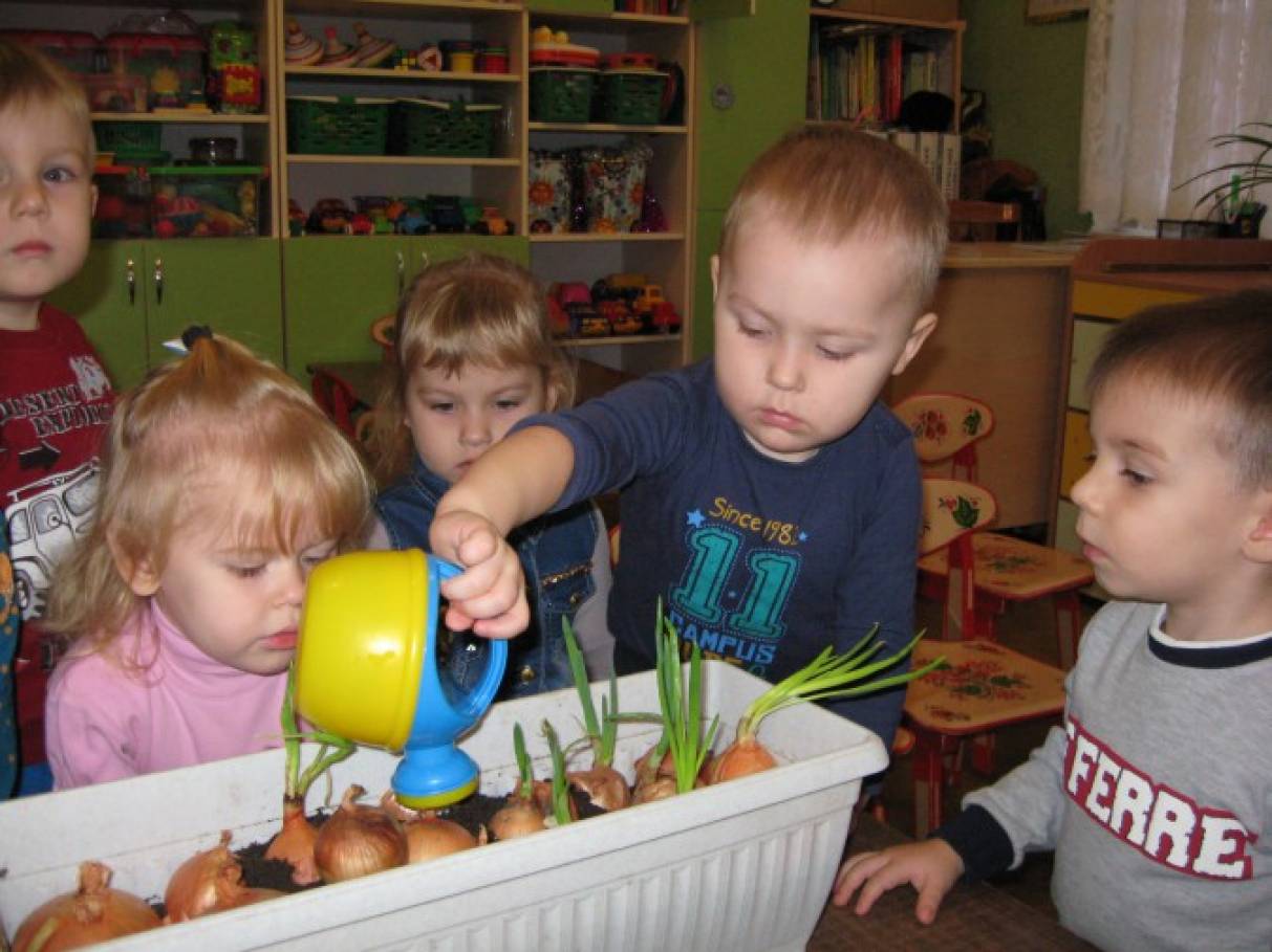 Сажаем лук в детском саду