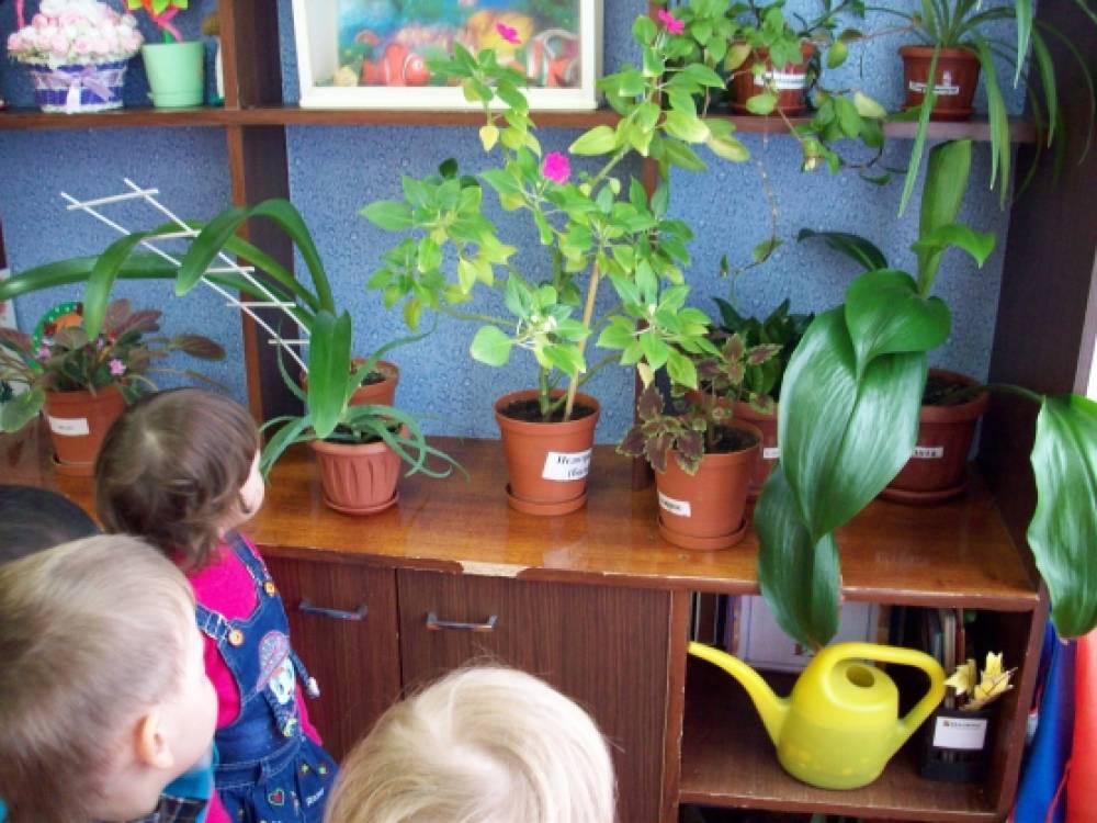Комнатные растения первая младшая группа