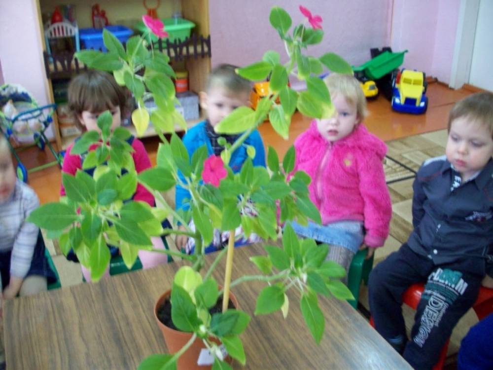 Мир цветов младшая группа. Комнатные растения в ДОУ В младшей группе. Цветы для детей в детском саду. Цветы в ДОУ. Комнатные растения занятие в младшей группе.