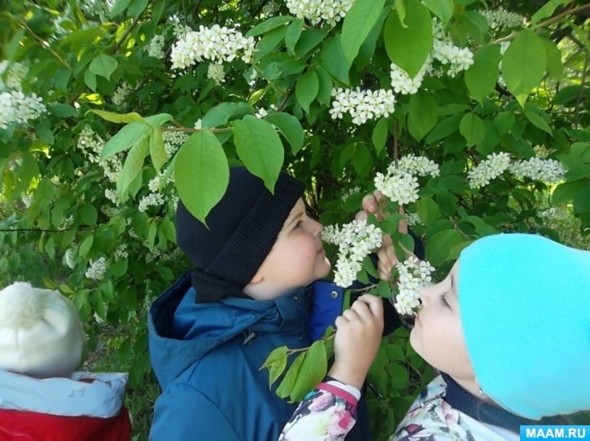Целевая прогулка «Цветение черемухи» для дошкольников 5–7 лет