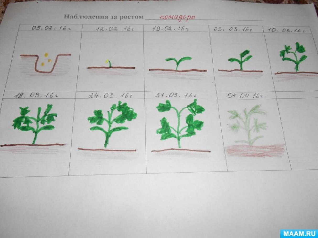 Дневник наблюдений в подготовительной группе. Дневник наблюдение за помидорами. Наблюдение за растениями. Схемы роста растений для детского сада. Наблюдение за ростом помидора в детском.
