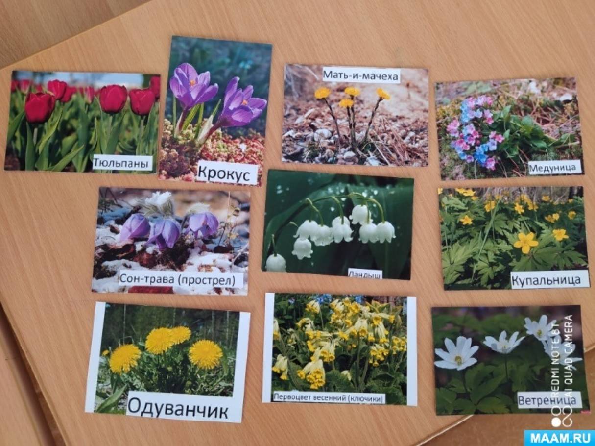 Первоцветы карточки. Первоцветы с названиями для детей. Найди лишний цветок. Весенние цветы названия. Задания для детей на тему первоцветы.
