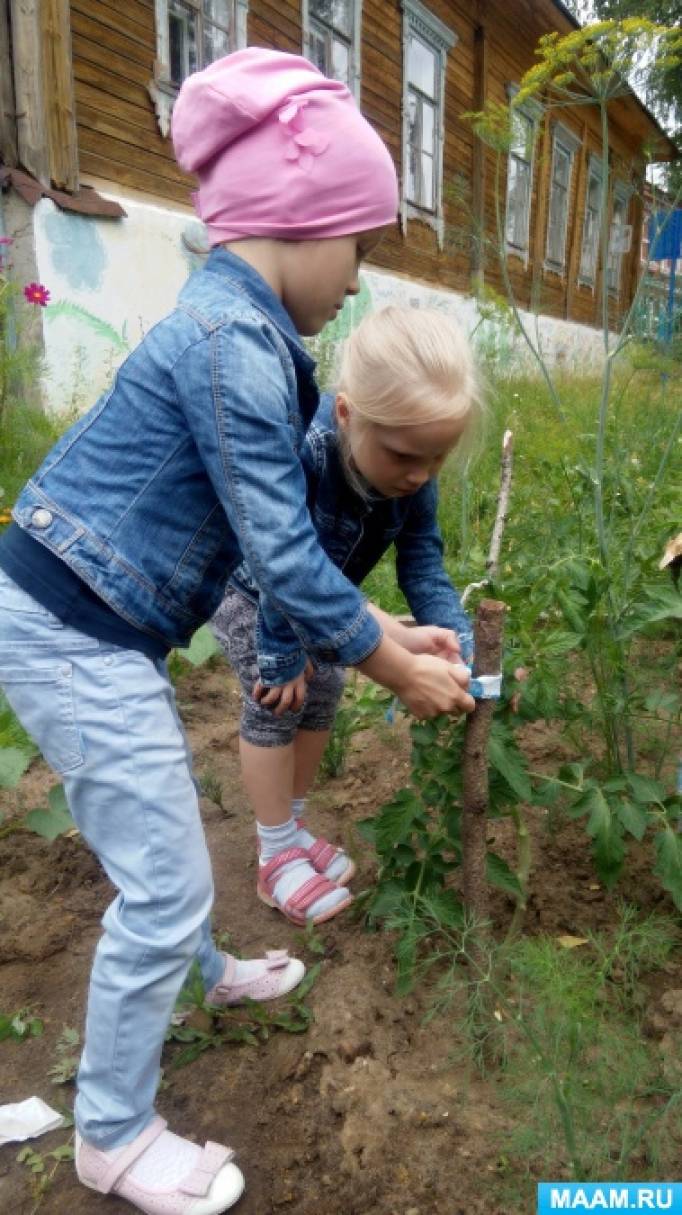 Проект за витаминами в огороде