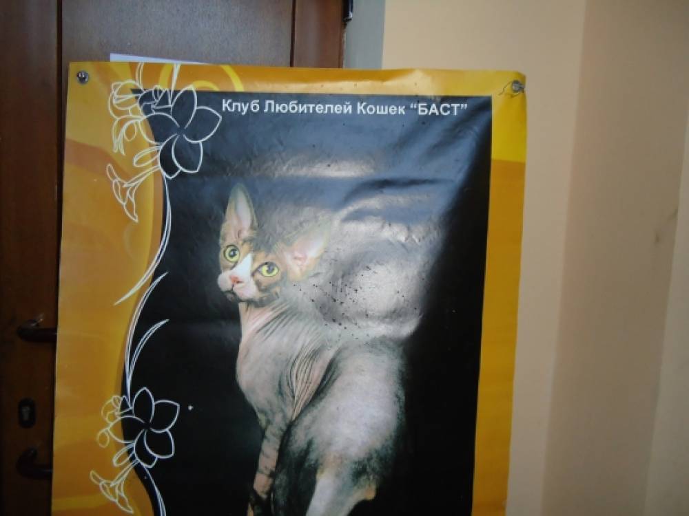 Выставка кошек Фото Выставка кошек