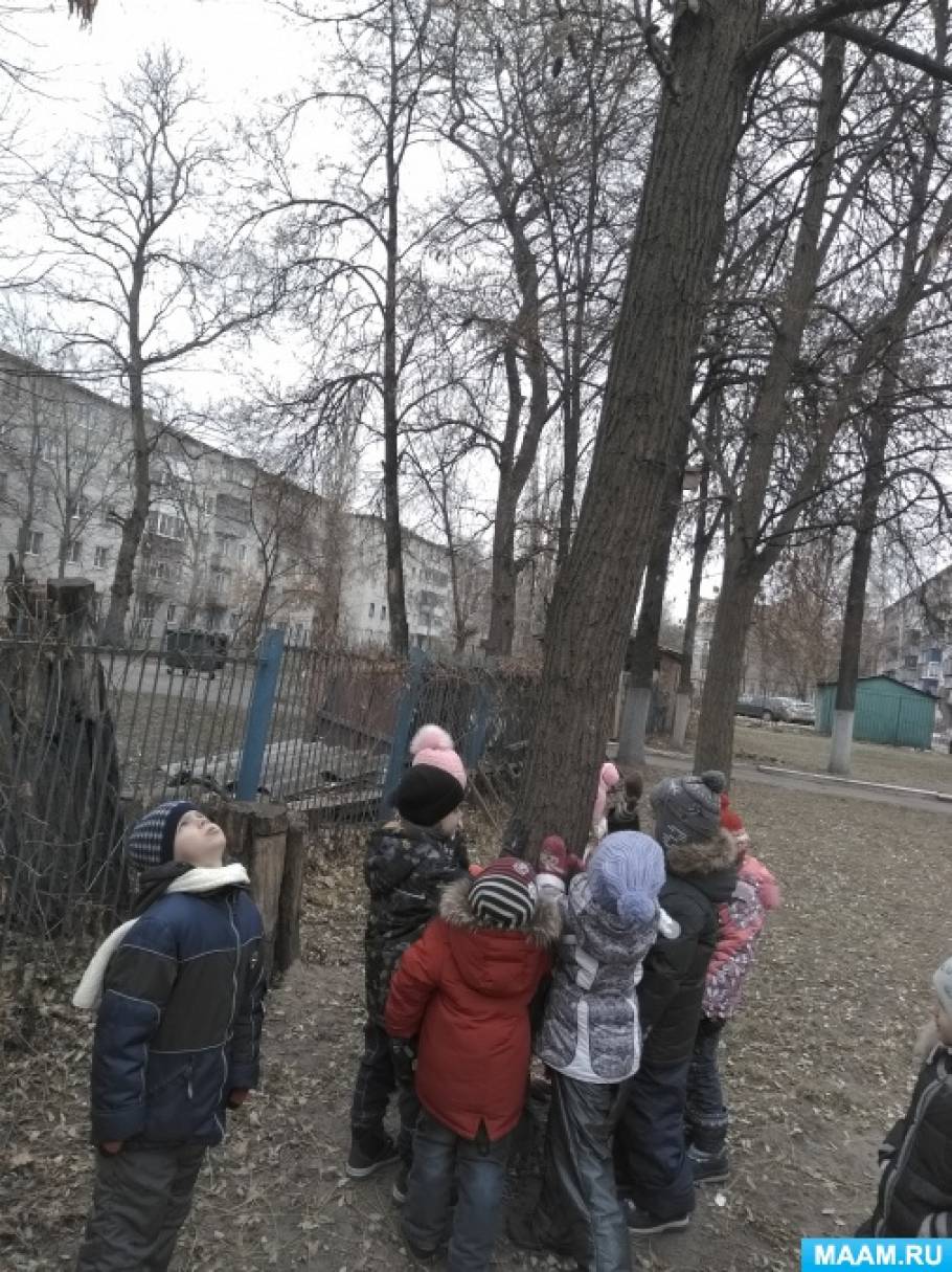 Конспект прогулки «Наблюдение за голыми деревьями» Фото Конспект прогулки «Наблюдение за голыми деревьями»