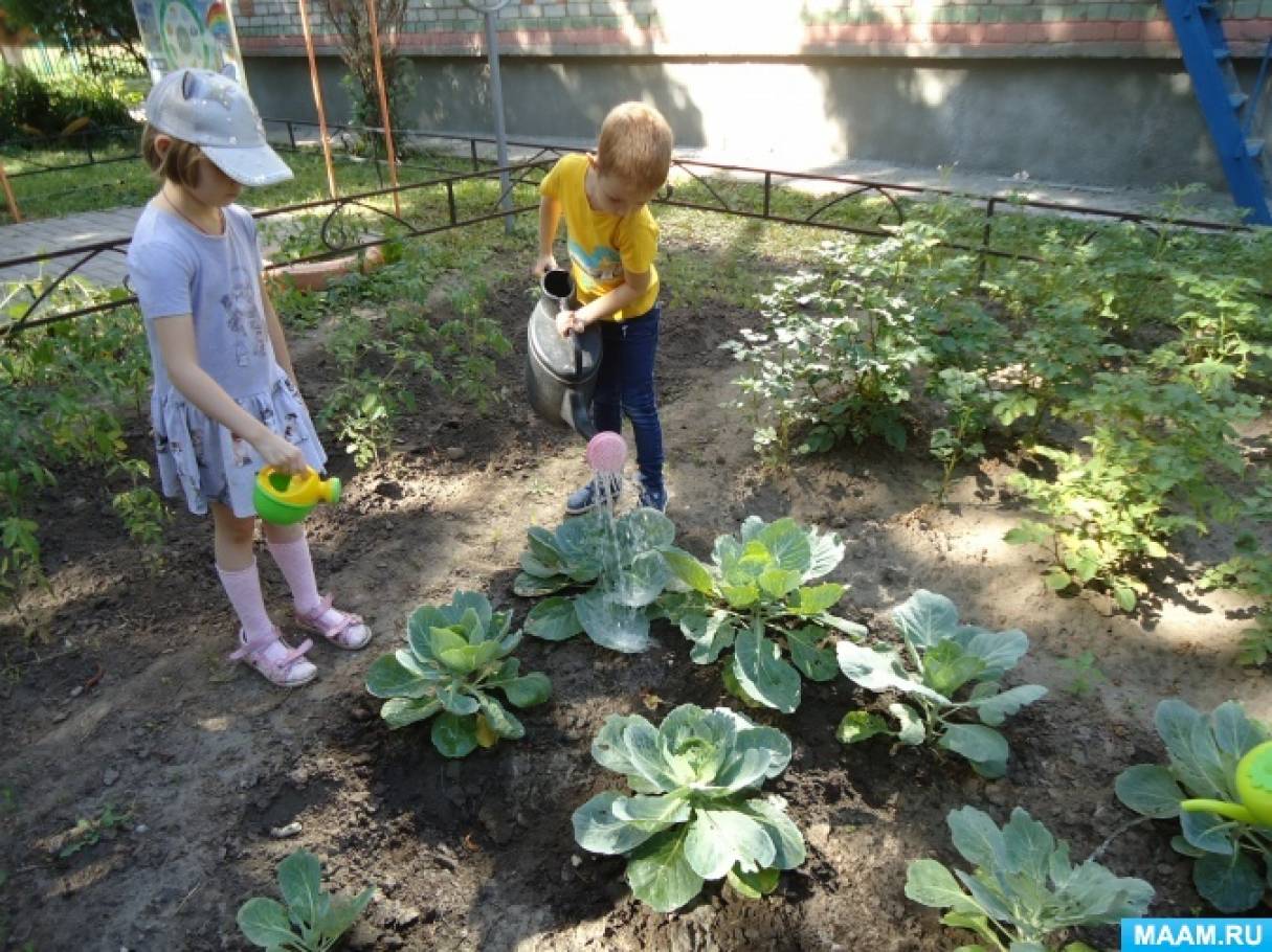 Конспект прогулки «Наблюдение за поливом растений на огороде и в цветнике»