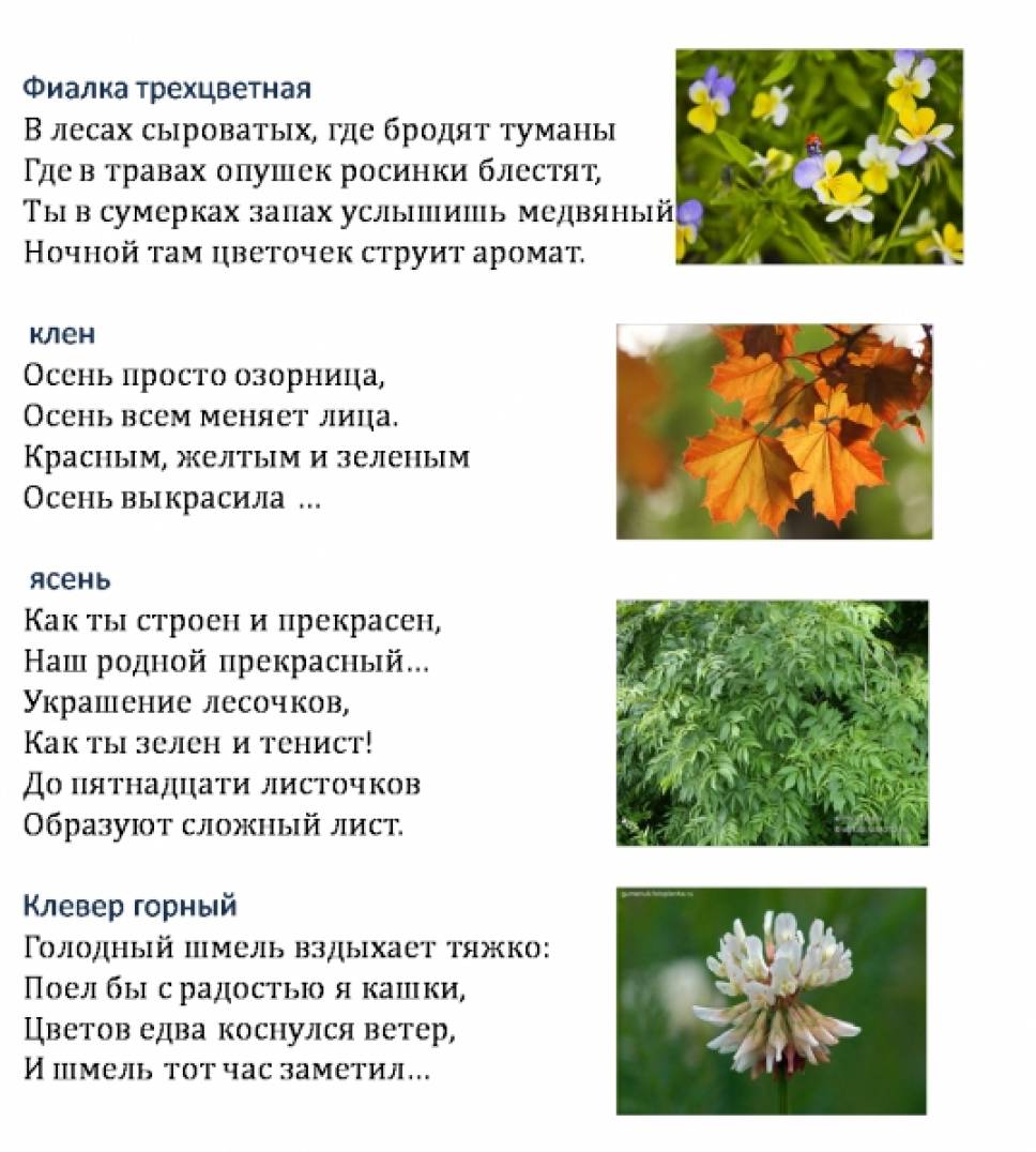 Загадки Про Деревья И Кустарники