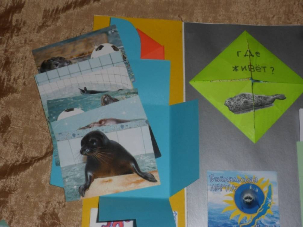 Лэпбук байкал. Лэпбук нерпа. Лэпбук байкал. Лэпбук байкал для дошкольников. Лэпбук про байкал для доу.