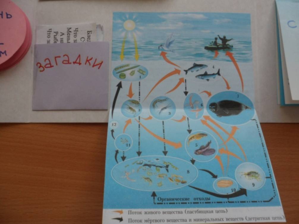 Лэпбук байкал жемчужина сибири. Лэпбук байкал. Лэпбук байкал жемчужина сибири. Лэпбук по байкалу. Лэпбук озеро байкал.