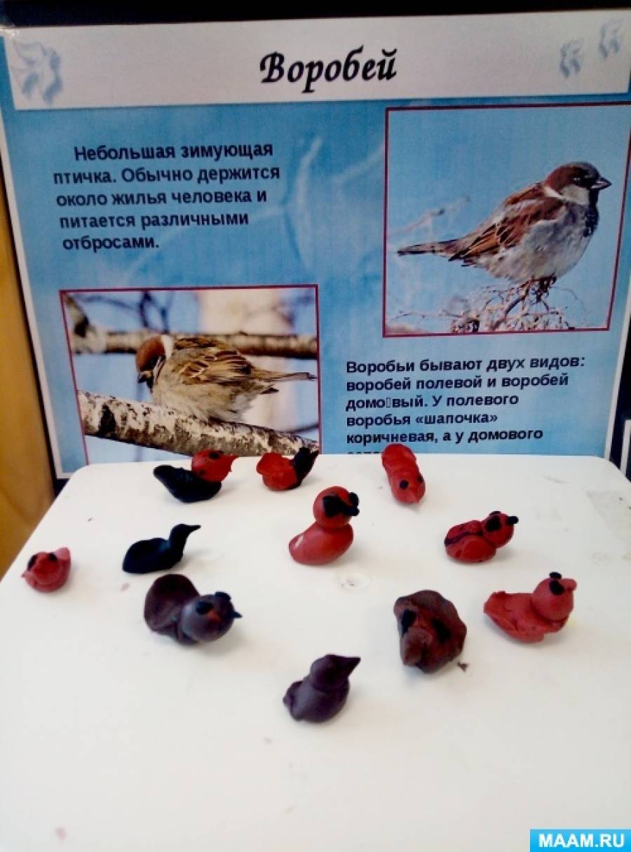 лепка воробушки и кот во второй младшей. занятия лепка 2 младшая группа воробушки и кот. лепка в младшей группе воробушки и кот. лепка воробушки 2 младшая группа. лепка воробышки и кот вторая младшая группа.