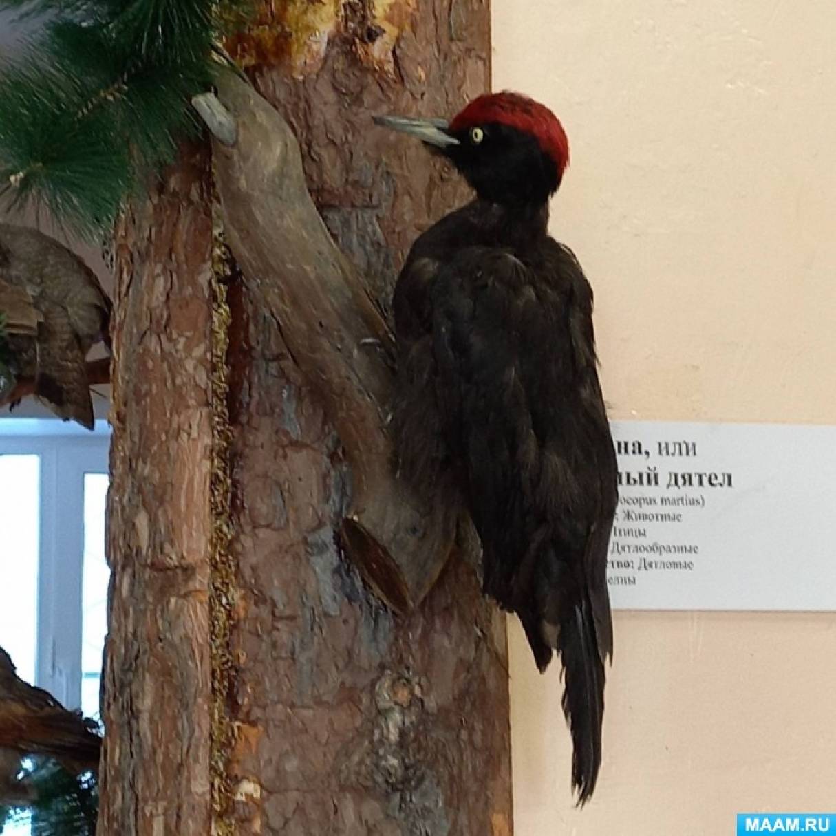 Фотоотчет о путешествии в музей природы «Птицы Прибайкалья»