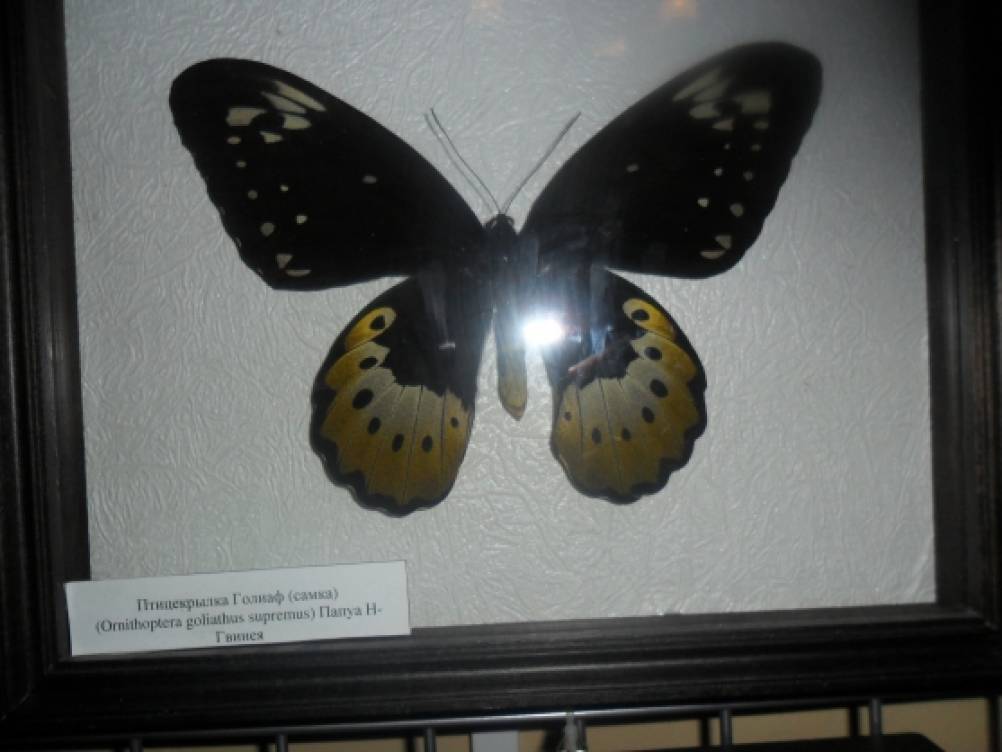 Музей бабочек Армавир. Выставка бабочек в Курске. Музей бабочек в Костроме. Выставка бабочек Арзамас.