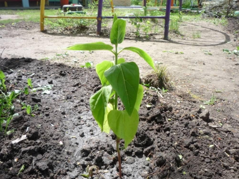 акция подари цветок детскому саду. Смотреть фото акция подари цветок детскому саду. Смотреть картинку акция подари цветок детскому саду. Картинка про акция подари цветок детскому саду. Фото акция подари цветок детскому саду акция подари цветок детскому саду. Смотреть фото акция подари цветок детскому саду. Смотреть картинку акция подари цветок детскому саду. Картинка про акция подари цветок детскому саду. Фото акция подари цветок детскому саду