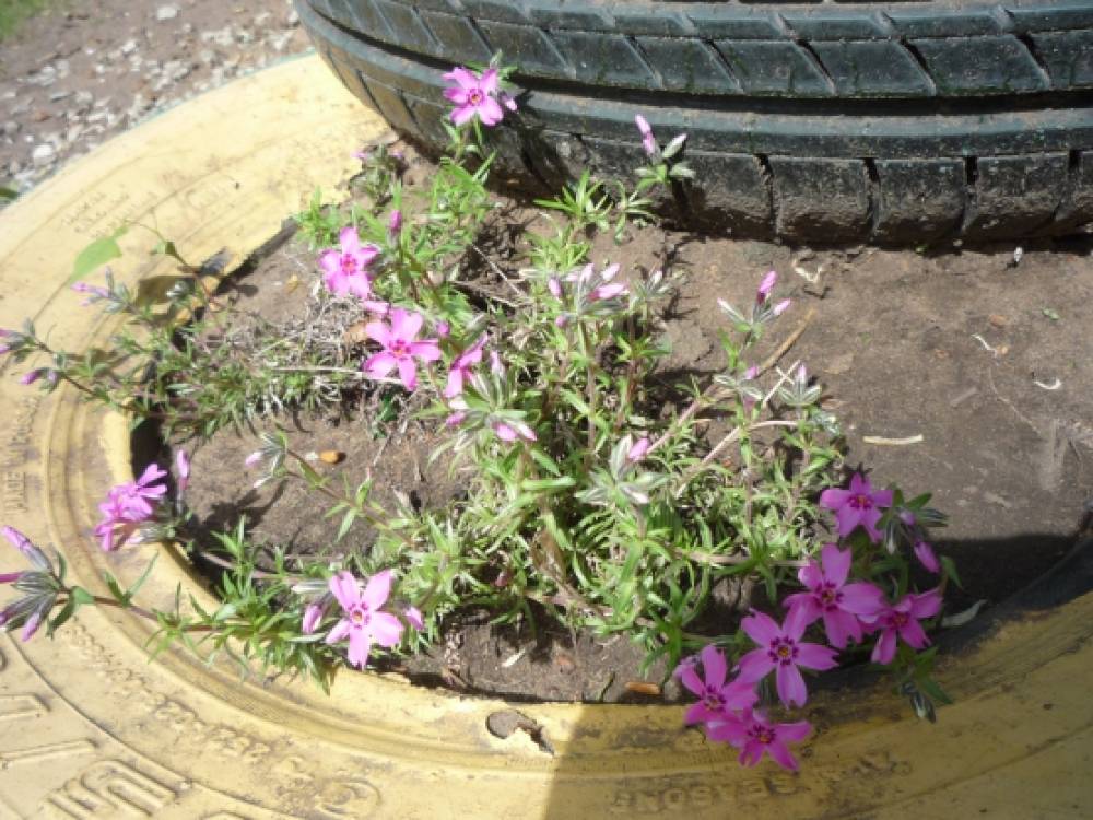 акция подари цветок детскому саду. Смотреть фото акция подари цветок детскому саду. Смотреть картинку акция подари цветок детскому саду. Картинка про акция подари цветок детскому саду. Фото акция подари цветок детскому саду акция подари цветок детскому саду. Смотреть фото акция подари цветок детскому саду. Смотреть картинку акция подари цветок детскому саду. Картинка про акция подари цветок детскому саду. Фото акция подари цветок детскому саду