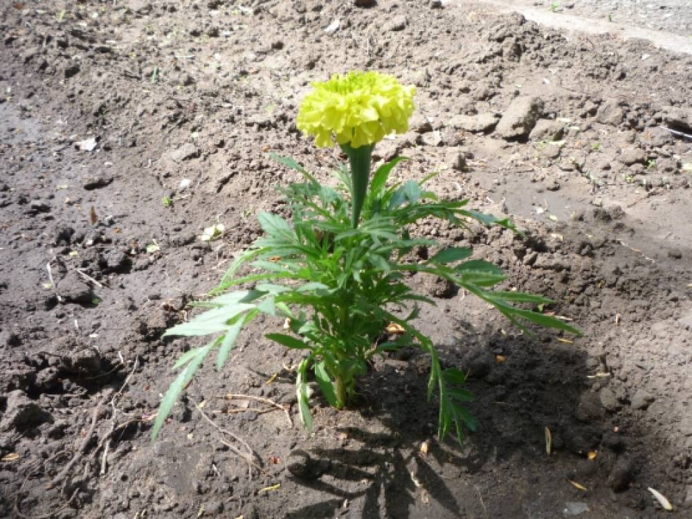 акция подари цветок детскому саду. Смотреть фото акция подари цветок детскому саду. Смотреть картинку акция подари цветок детскому саду. Картинка про акция подари цветок детскому саду. Фото акция подари цветок детскому саду акция подари цветок детскому саду. Смотреть фото акция подари цветок детскому саду. Смотреть картинку акция подари цветок детскому саду. Картинка про акция подари цветок детскому саду. Фото акция подари цветок детскому саду