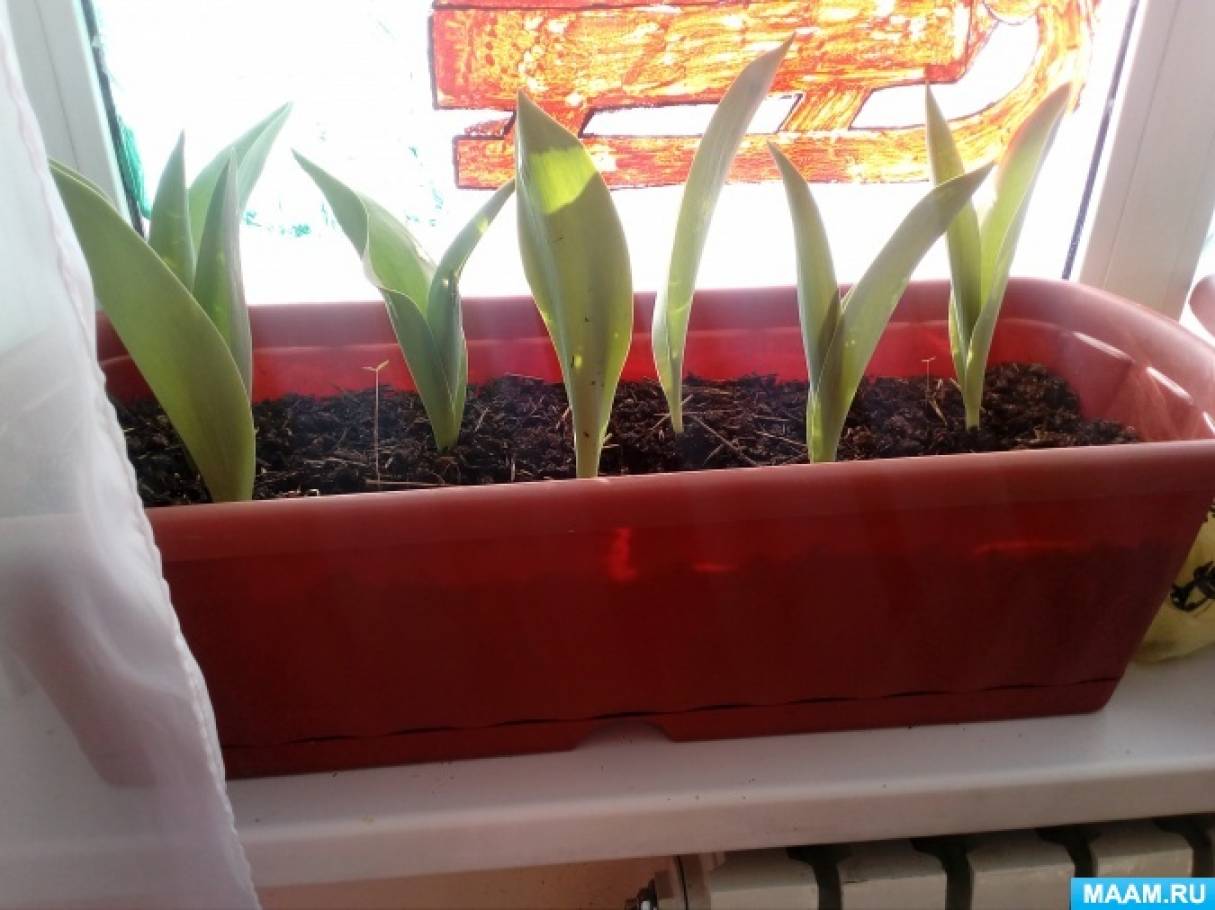 Фотоотчет «Выращивание тюльпанов на подоконнике»