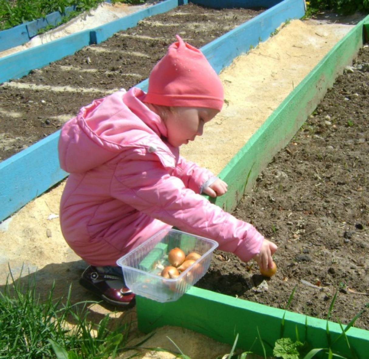 Дети посадили огород. Огород для детей в детском саду. Садим огород в детском саду. Огород в ДОУ для детей. Лук огород в детском саду.