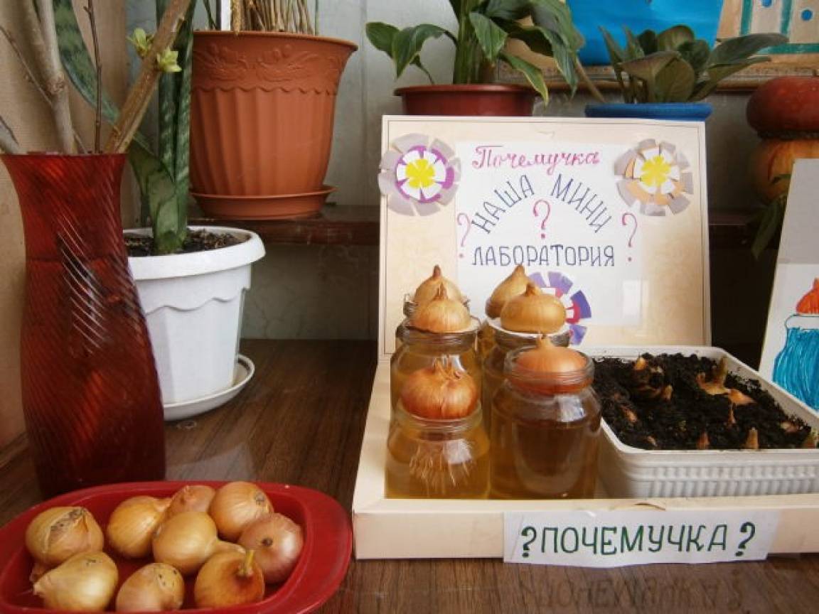 Проект лук лучок в средней группе
