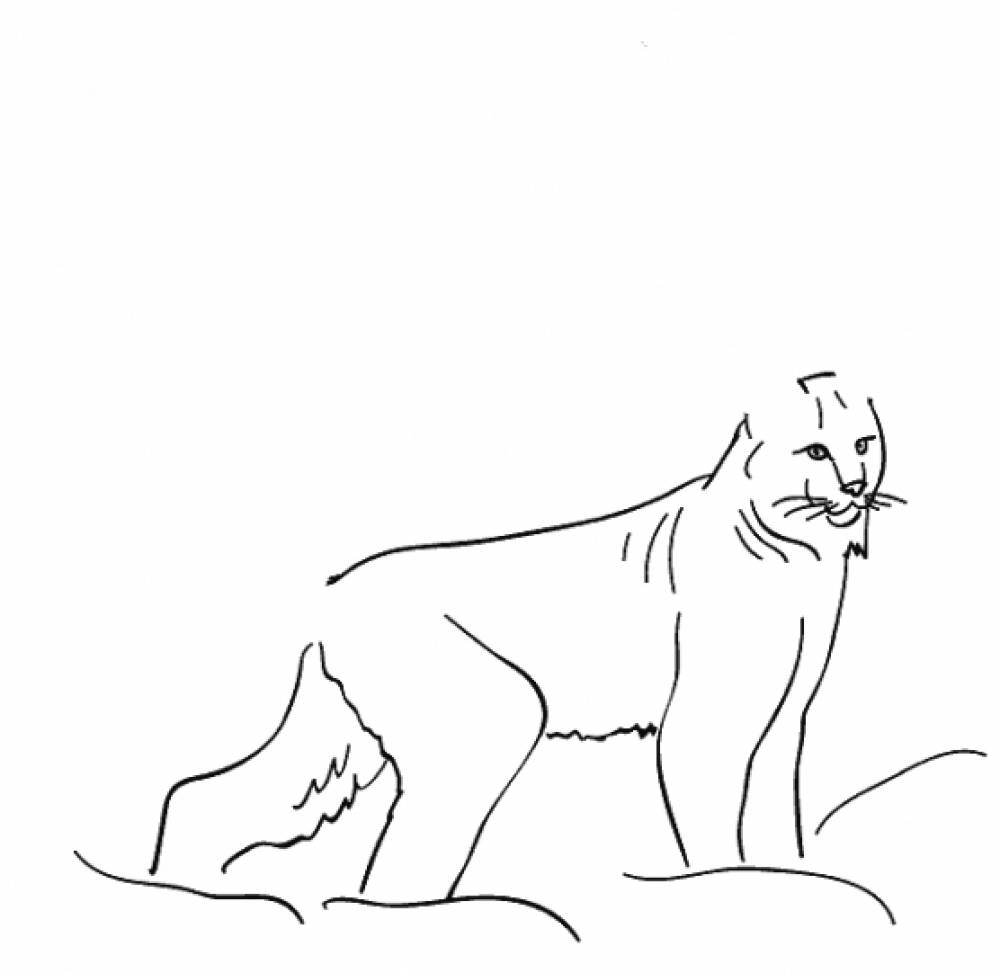 detsad 216427 1416413542 Кто такие хищники животные для детей